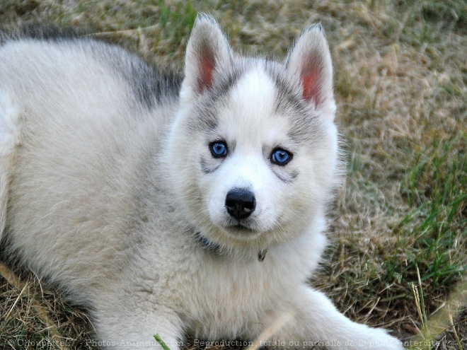 Photo de Husky siberien