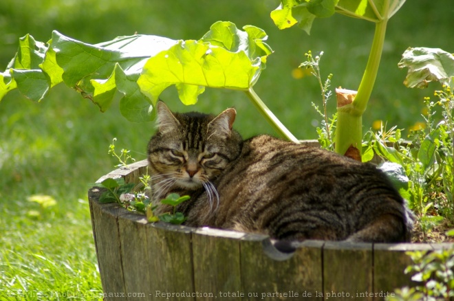 Photo de Chat domestique