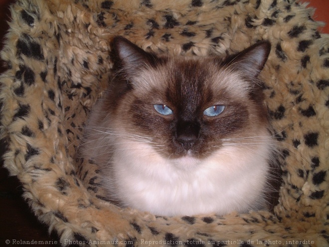 Photo de Ragdoll