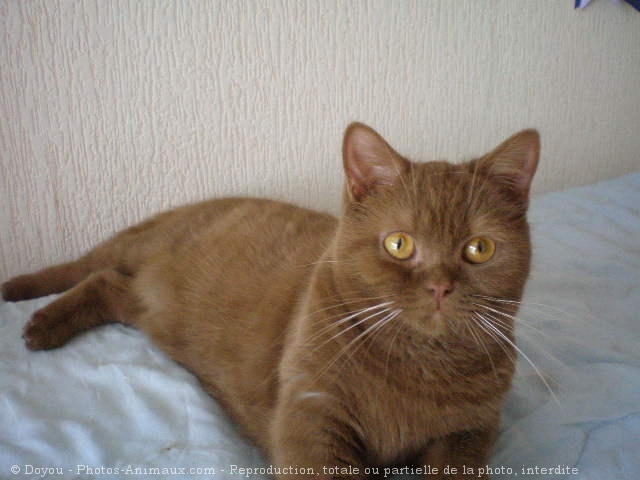 Photo de British shorthair