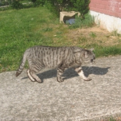 Photo de Chat domestique