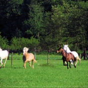 Photo de Races diffrentes