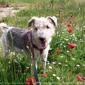 Photo de Fox terrier  poil dur