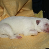 Photo de Berger blanc suisse