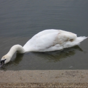 Photo de Cygne