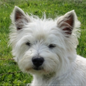 Photo de West highland white terrier