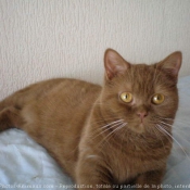 Photo de British shorthair