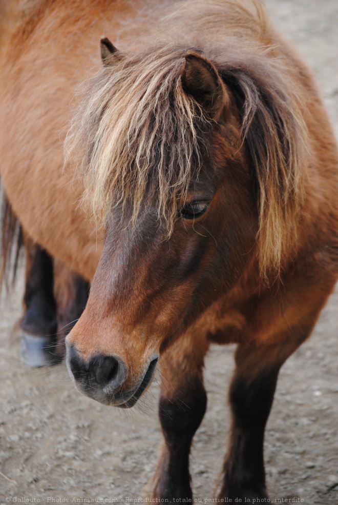 Photo de Poney (toutes races)