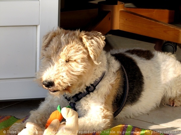 Photo de Fox terrier  poil dur