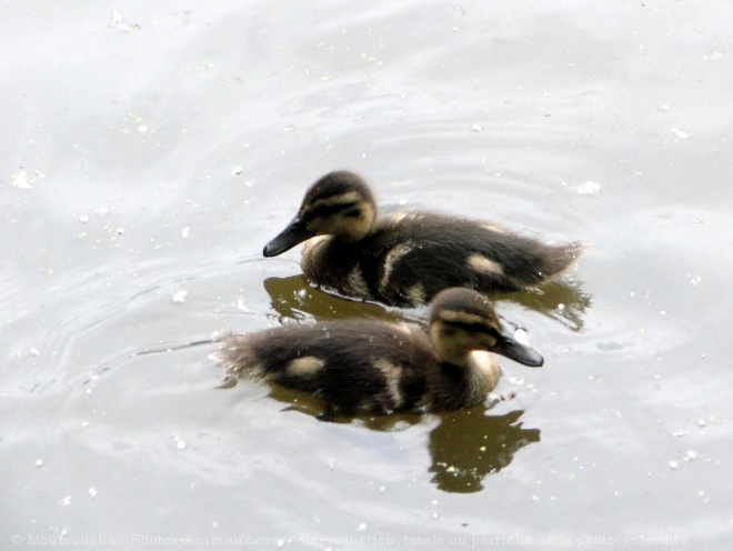 Photo de Canard colvert