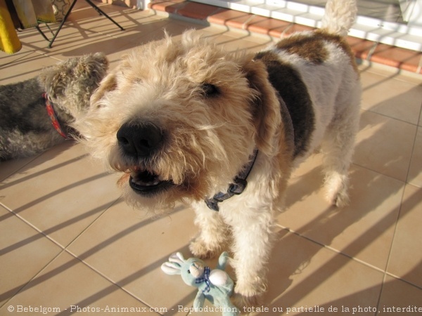 Photo de Fox terrier  poil dur