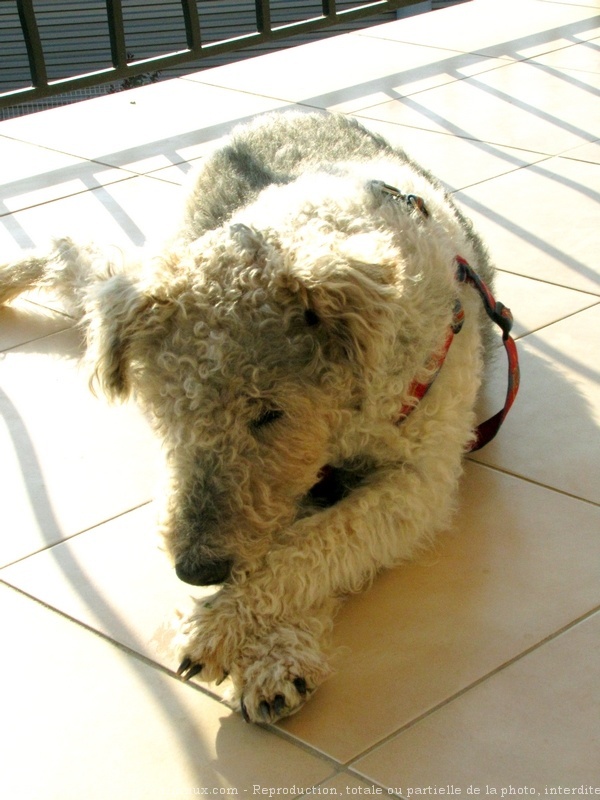 Photo de Fox terrier  poil dur