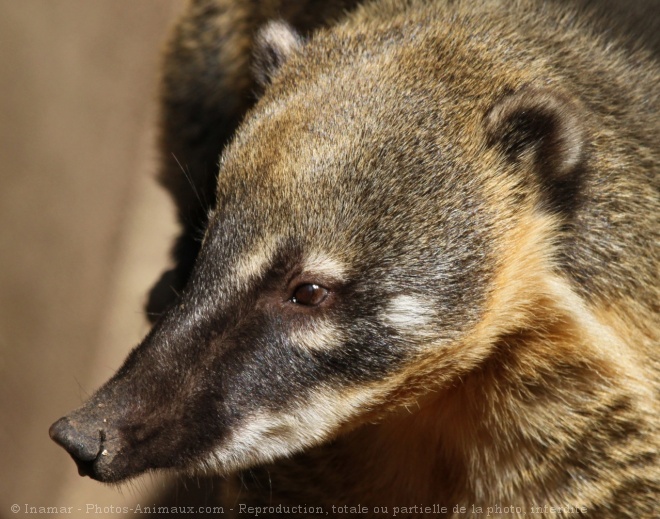 Photo de Coati