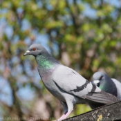 Photo de Pigeon