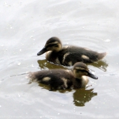 Photo de Canard colvert