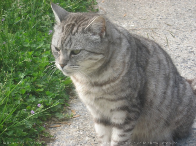 Photo de Chat domestique