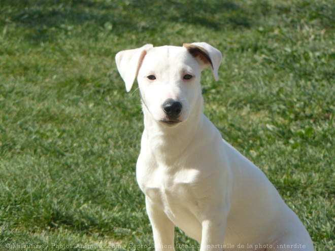 Photo de Jack russell terrier