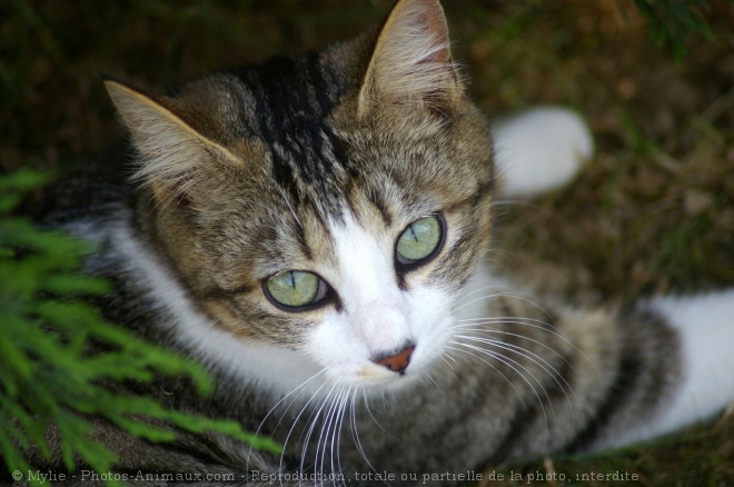 Photo de Chat domestique