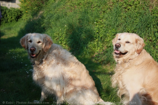 Photo de Golden retriever