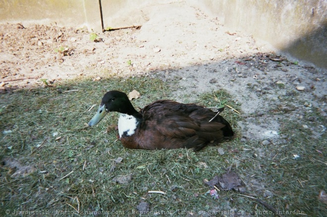 Photo de Canard