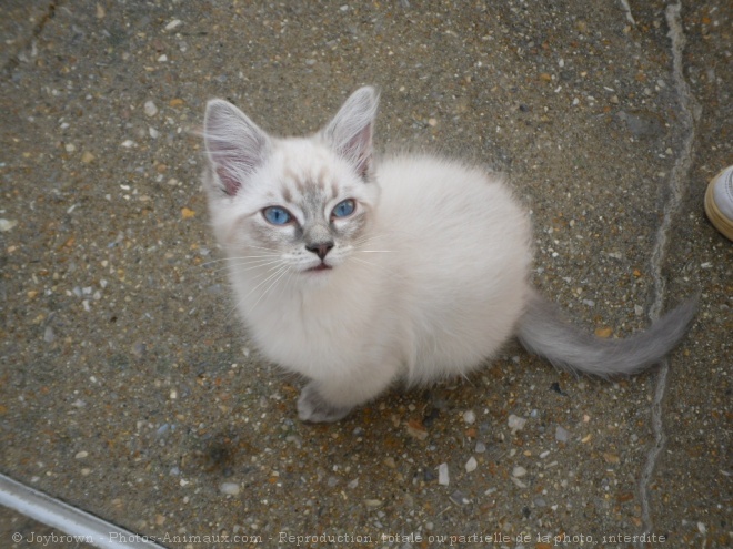 Photo de Ragdoll