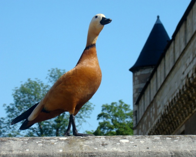 Photo de Canard tadorne casarca