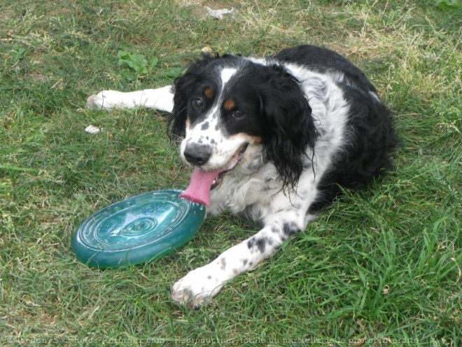 Photo d'English springer spaniel