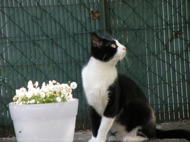 Photo de Chat domestique