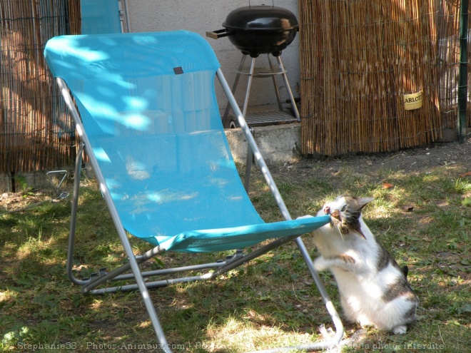 Photo de Chat domestique