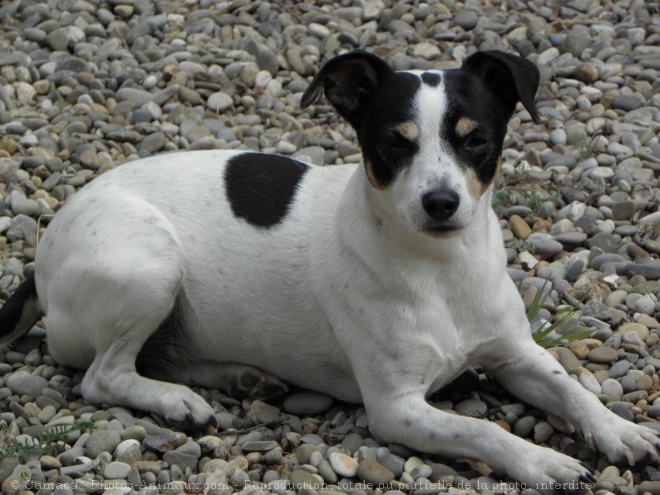 Photo de Jack russell terrier