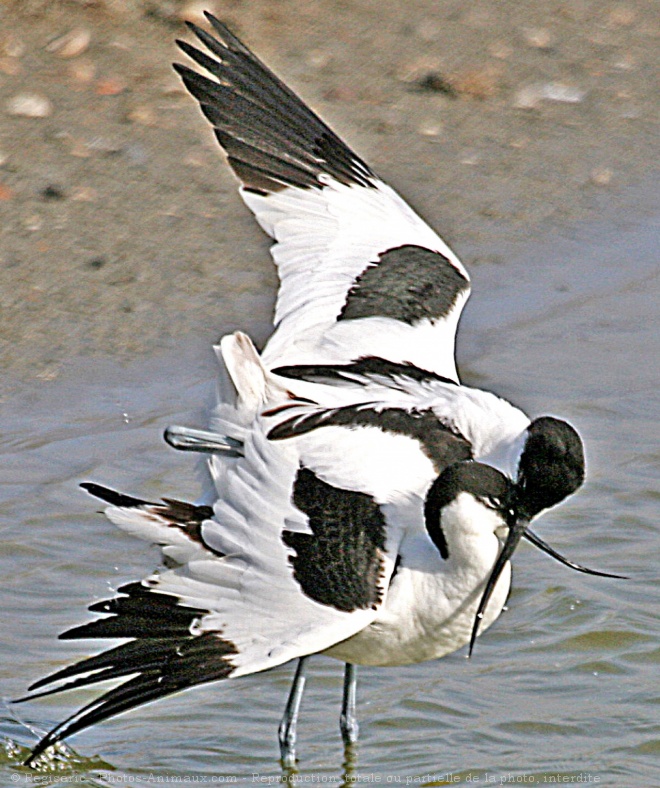 Photo d'Avocette