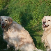 Photo de Golden retriever