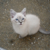 Photo de Ragdoll