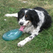 Photo d'English springer spaniel