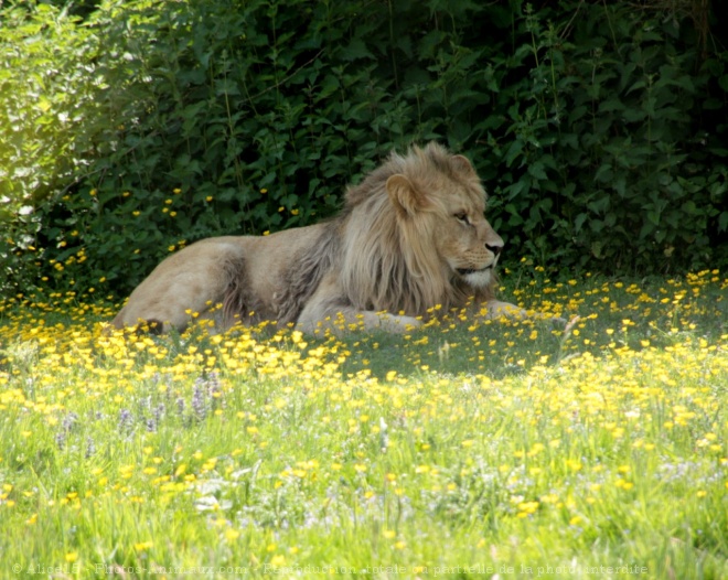 Photo de Lion