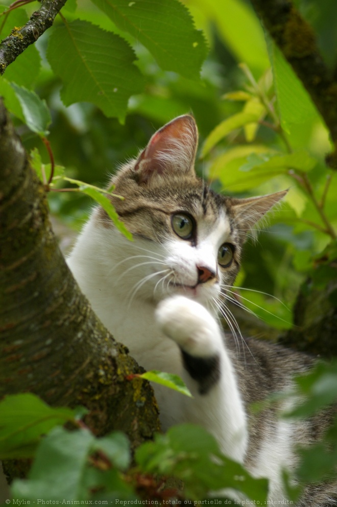 Photo de Chat domestique