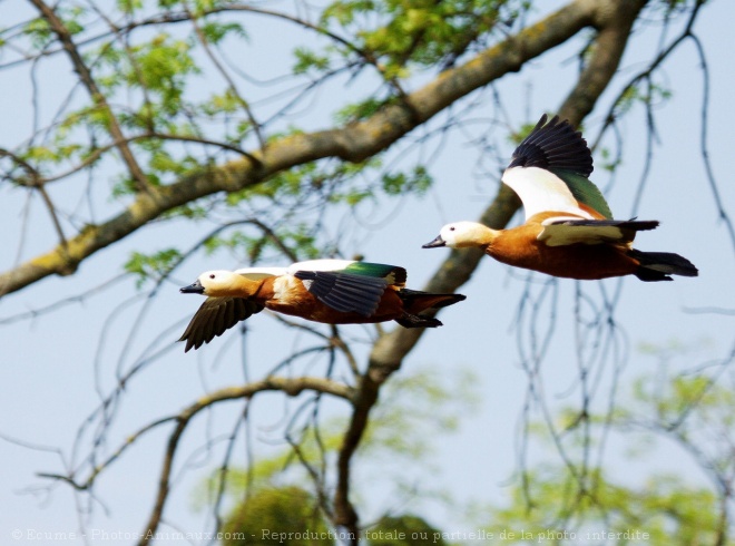 Photo de Canard tadorne casarca