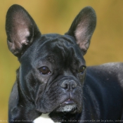 Photo de Bouledogue franais