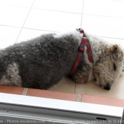 Photo de Fox terrier  poil dur