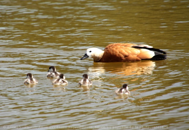 Photo de Canard tadorne casarca