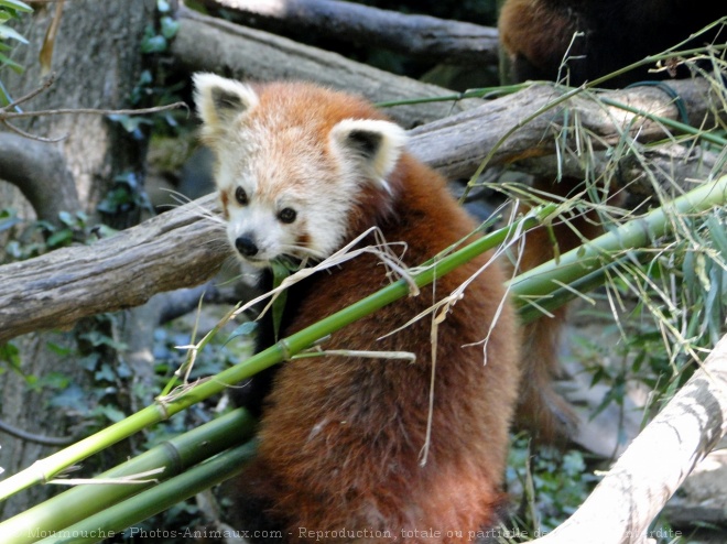 Photo de Panda roux