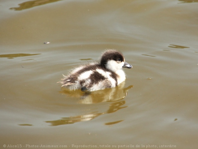 Photo de Canard tadorne casarca