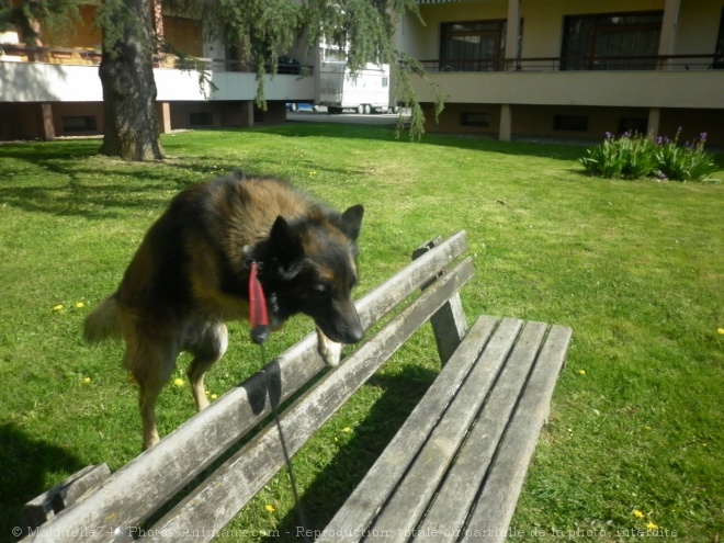 Photo de Berger belge tervueren