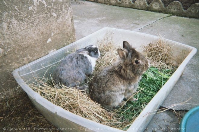 Photo de Lapin