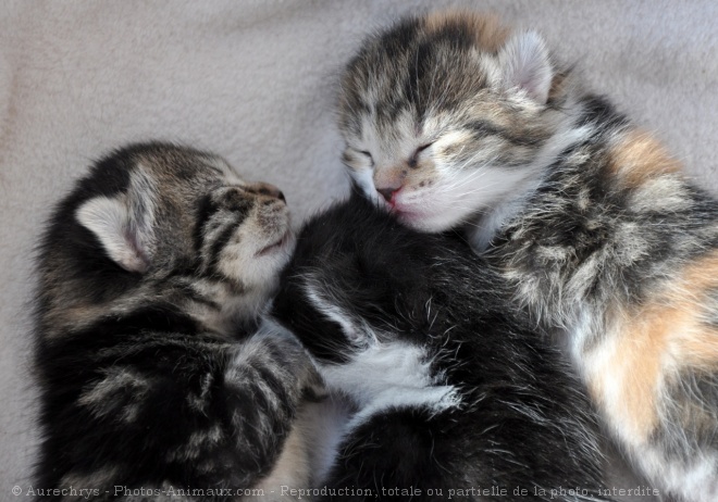 Photo de Chat domestique