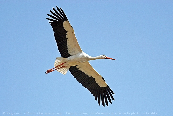 Photo de Cigogne