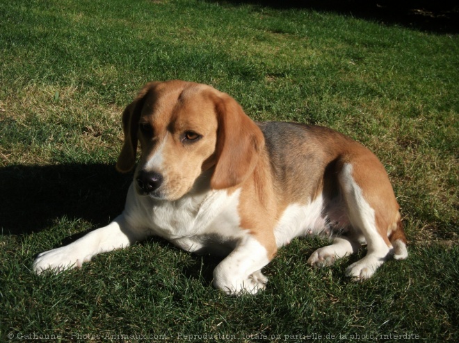 Photo de Beagle