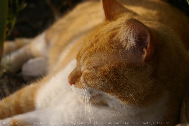 Photo de Chat domestique