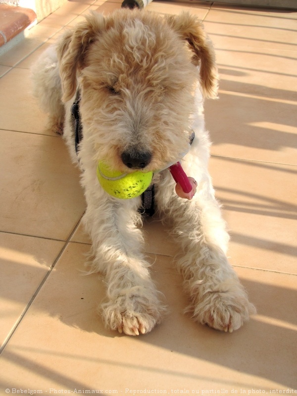 Photo de Fox terrier  poil dur