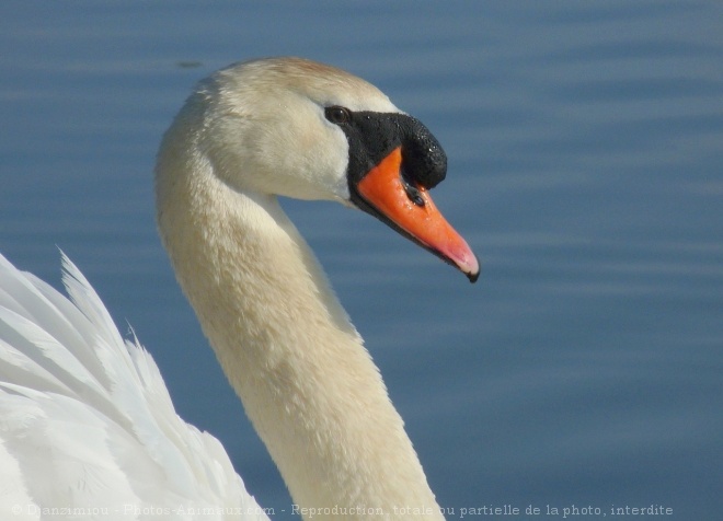 Photo de Cygne